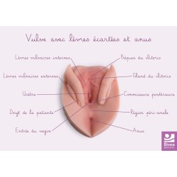 schéma anatomique vulve avec lèvres écartées et anus