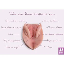 schéma anatomique vulve avec lèvres écartées et anus
