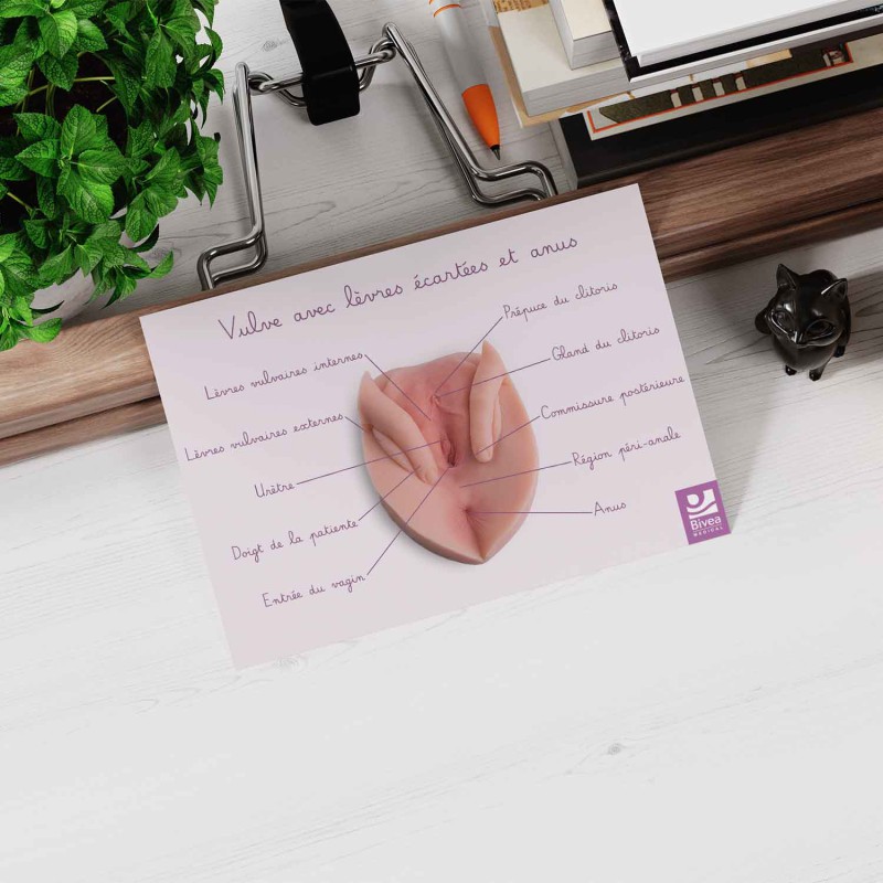 schéma anatomique vulve avec lèvres écartées et anus posé sur bureau