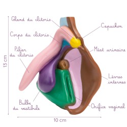 Modèle anatomique de vulve foncé en PVC description