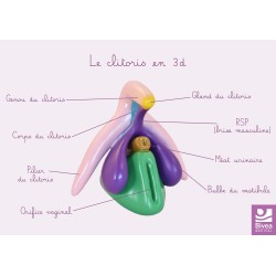 carte anatomique clitoris en 3d