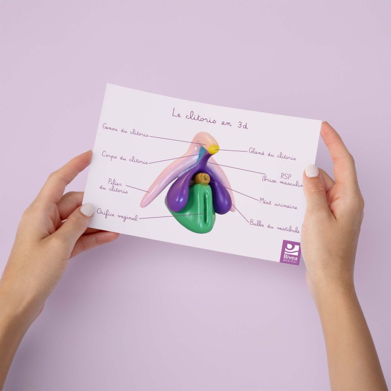 carte anatomique clitoris en 3d tenue dans des mains