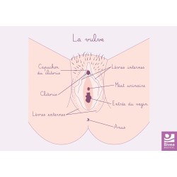 schéma anatomique de la vulve peau claire