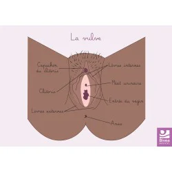 schéma anatomique de la vulve peau foncée