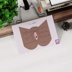 schéma anatomique de la vulve peau foncée posé sur un bureau