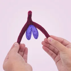 Modèle anatomique de clitoris en peluche