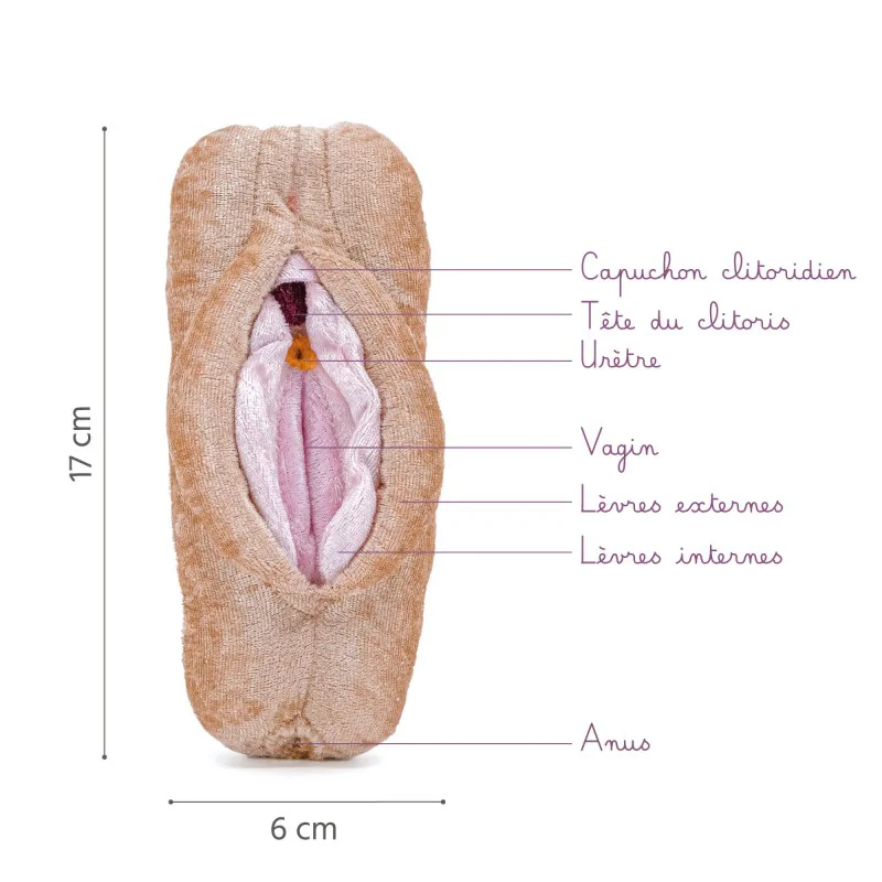 Modèle anatomique de Vagin + Vulve + Clitoris + Anus en peluche