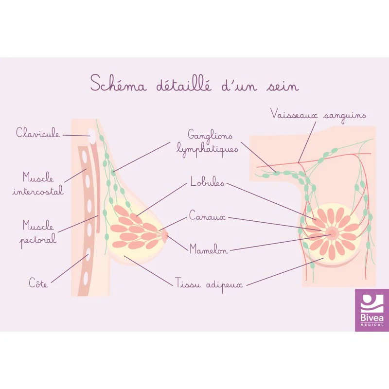 Carte différents stades du cancer du sein et schémas détaillés du sein