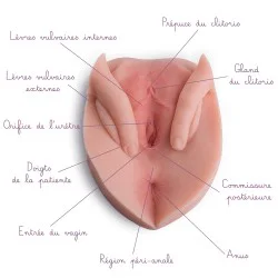 Vulve avec lèvres écartées en silicone pour la pédagogie avec légendes