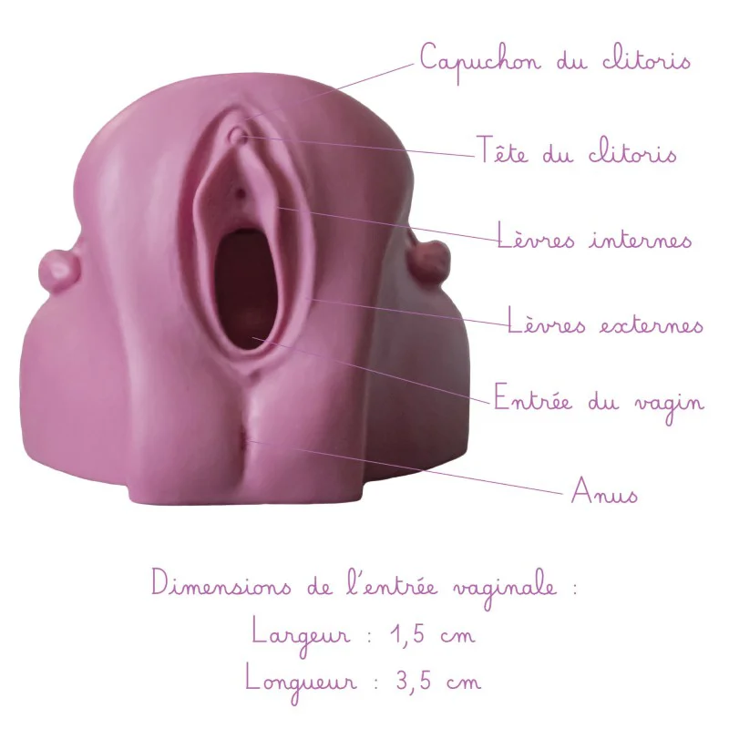 Légendes Modèle anatomique de Vagin + Vulve en silicone mauve