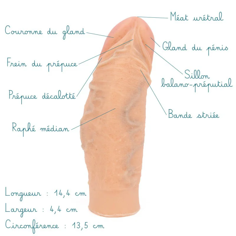 Modèle anatomique de pénis courbé de type Lapeyronie en silicone