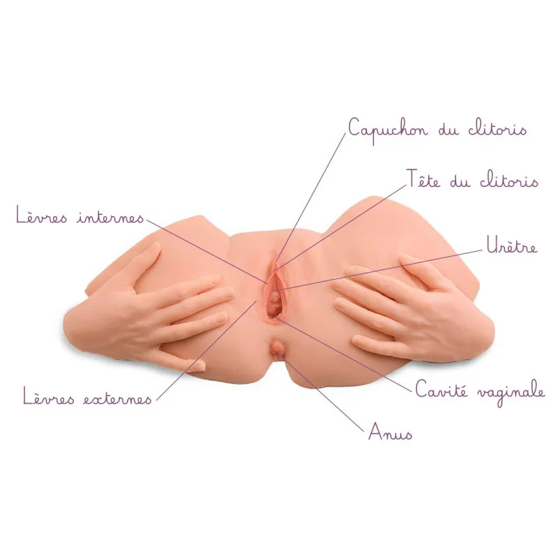 Vulve avec lèvres écartées, détail sur clitoris, urètre et entrée vaginale en silicone