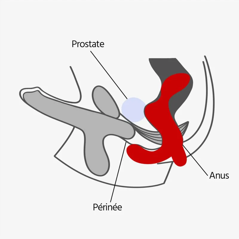 Vibromasseur de prostate Duke