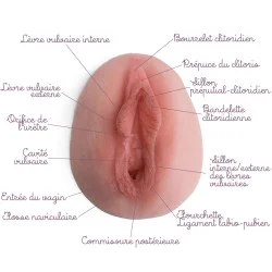 modèle de vulve tulipe en silicone avec légendes