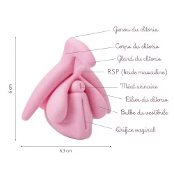 Schéma du modèle éducatif anatomie du clitoris en 3D rose