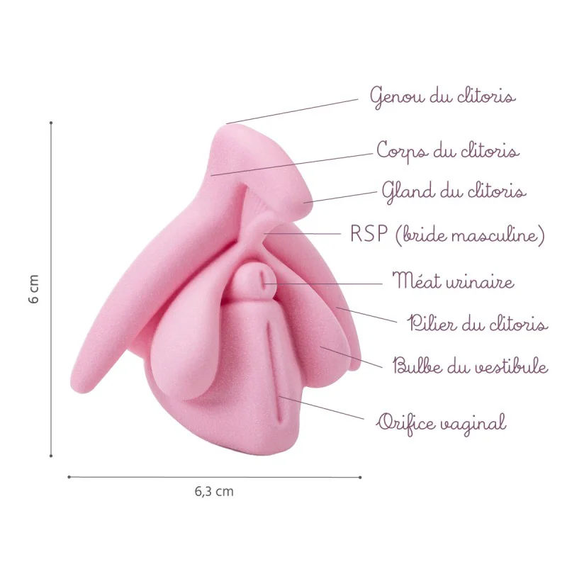 Schéma du modèle éducatif anatomie du clitoris en 3D rose