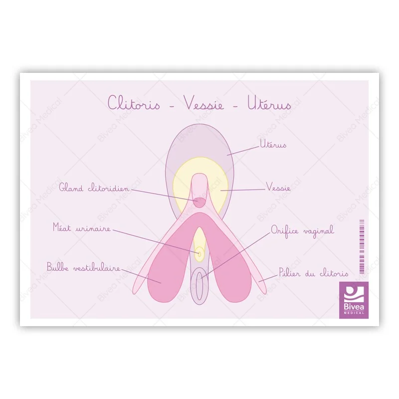 Carte anatomique Clitoris Vessie Utérus Carte anatomique Clitoris Vessie Utérus