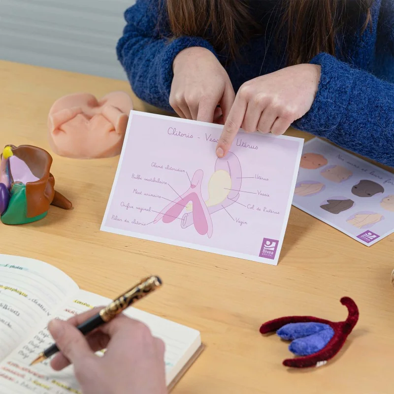 Carte anatomique Clitoris Vessie Utérus Carte anatomique Clitoris Vessie Utérus