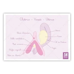 Carte anatomique Clitoris Vessie Utérus
