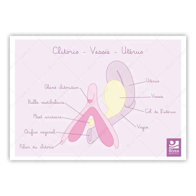 Carte anatomique Clitoris Vessie Utérus Carte anatomique Clitoris Vessie Utérus