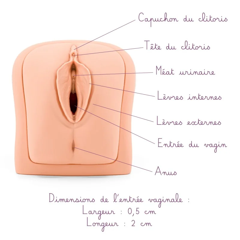 Modèle anatomique Vagin et Utérus pour Formation Modèle anatomique Vagin et Utérus pour Formation