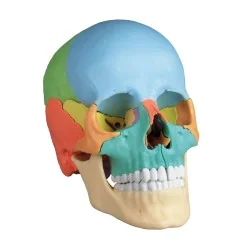 Modèle de crâne articulé, 22 parties, didactique 1