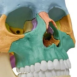 Modèle de crâne articulé, 22 parties, didactique 3