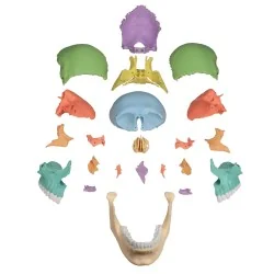 Modèle de crâne articulé, 22 parties, didactique 4