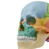 Modèle de crâne articulé, 22 parties, didactique 5 Modèle de crâne articulé, 22 parties, didactique 5