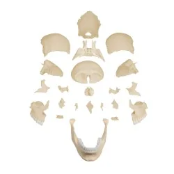 Modèle de crâne articulé, 22 parties, type anatomique 2