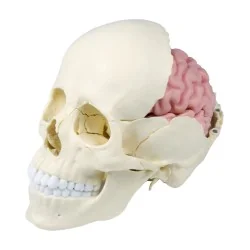 Modèle de crâne articulé, 22 parties, type anatomique 3