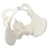Modèle de bassin féminin, taille réelle 3 Modèle de bassin féminin, taille réelle 3