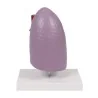 Modèle de poumon anatomique 2