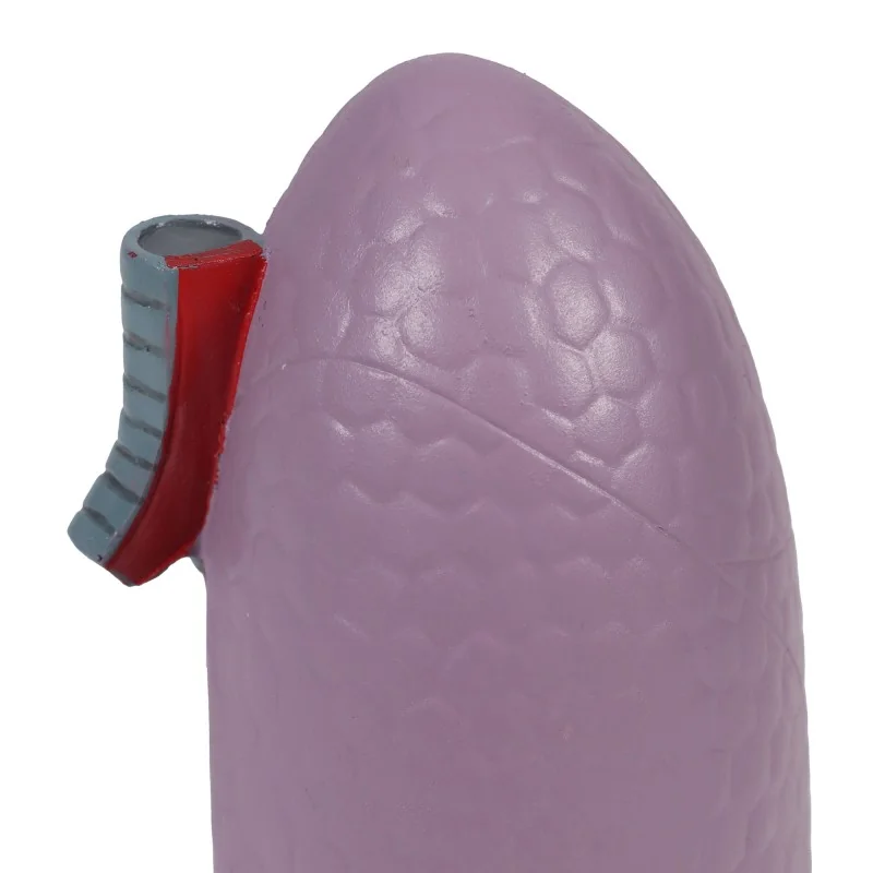 Modèle de poumon anatomique 4
