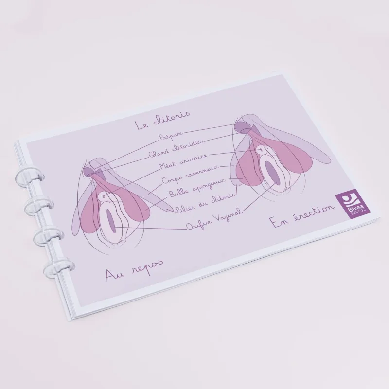 schéma clitoris dans carnet de schémas sur l'anatomie féminine schéma clitoris dans carnet de schémas sur l'anatomie féminine