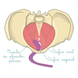Wand anal et vaginal pliable pour les douleurs pelviennes