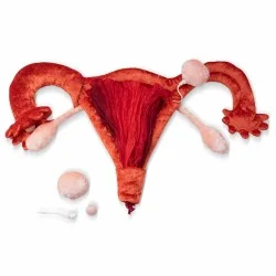 utérus et ovaires en peluche