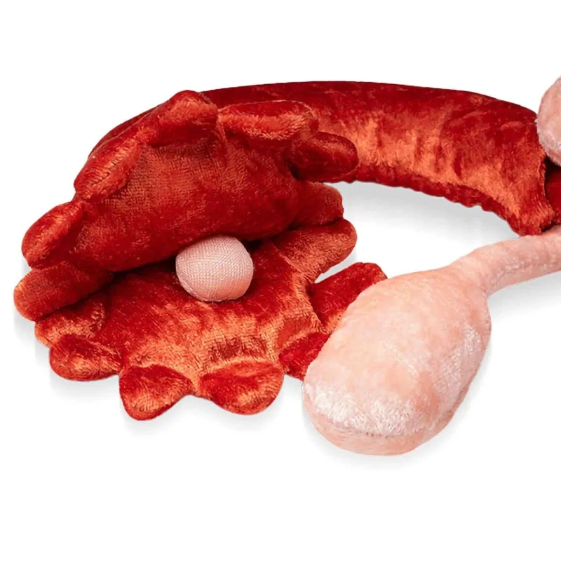 zoom ovaire et trompe de fallope en peluche zoom ovaire et trompe de fallope en peluche