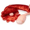 zoom ovaire et trompe de fallope en peluche zoom ovaire et trompe de fallope en peluche