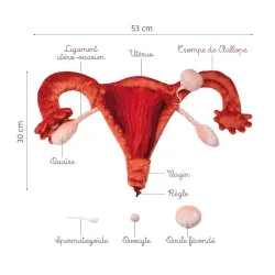 utérus et ovaires en peluche avec légendes
