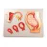 Location Modèle du développement d'un foetus Location Modèle du développement d'un foetus