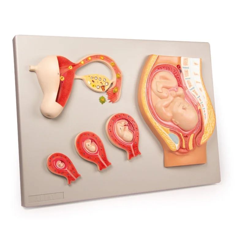 Location Modèle du développement d'un foetus Location Modèle du développement d'un foetus