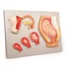 Location Modèle du développement d'un foetus Location Modèle du développement d'un foetus