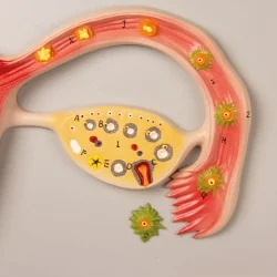 Location Modèle du développement d'un foetus
