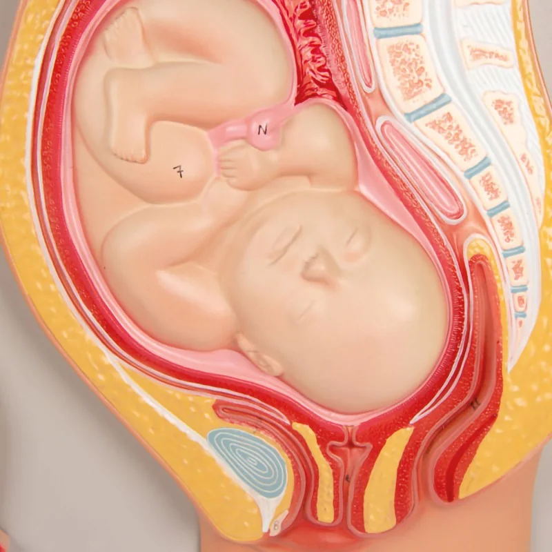 Location Modèle du développement d'un foetus Location Modèle du développement d'un foetus