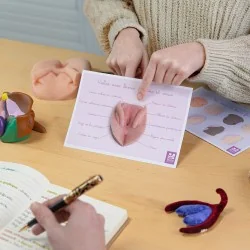 schéma anatomique vulve avec lèvres écartées et anus posé sur bureau