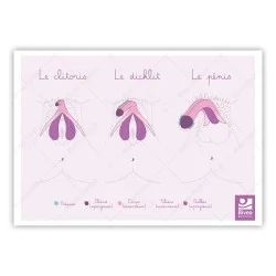 Carte anatomique Clitoris...