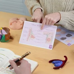 Carte différents stades du cancer du sein et schémas détaillés du sein