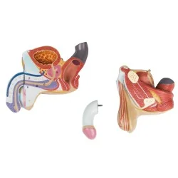 Modèle des organes génitaux masculins, 4 parties, taille réelle