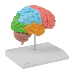 Modèle de demi-cerveau avec...